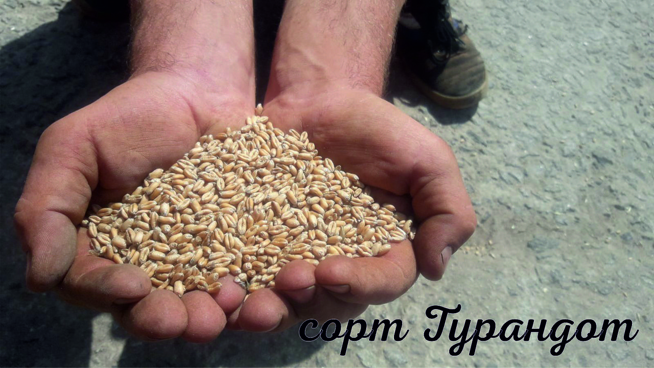 Семена пшеницы озимой Турандот 1-я репродукция 50 кг (28334826) - фото 2 Семена пшеницы озимой Турандот 1-я репродукция 50 кг (28334826) - фото 2