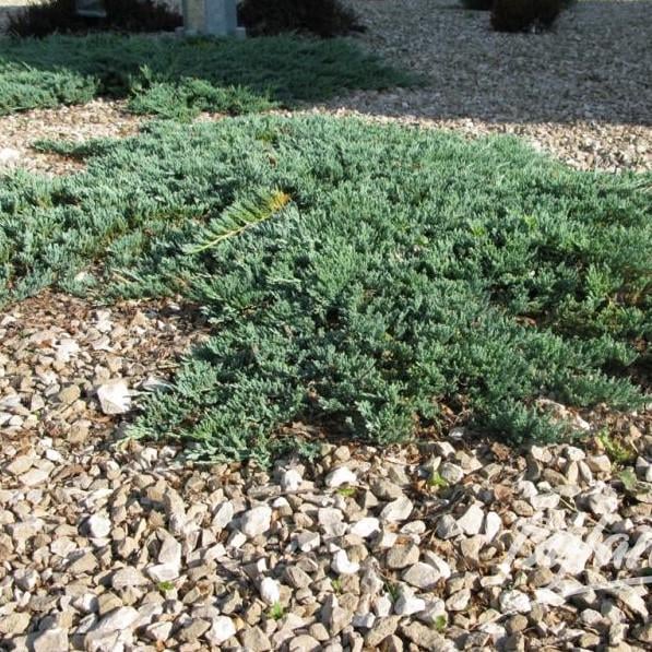 Саджанець ялівцю горизонтального Juniperus horizontalis Icee Blue Р9 (644866592) Саджанець ялівцю горизонтального Juniperus horizontalis Icee Blue Р9 (644866592)