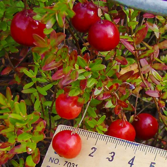 Саджанець журавлини Ерлі Блек рання Р9 Темно-червоний (644501680) - фото 3 Саджанець журавлини Ерлі Блек рання Р9 Темно-червоний (644501680) - фото 3