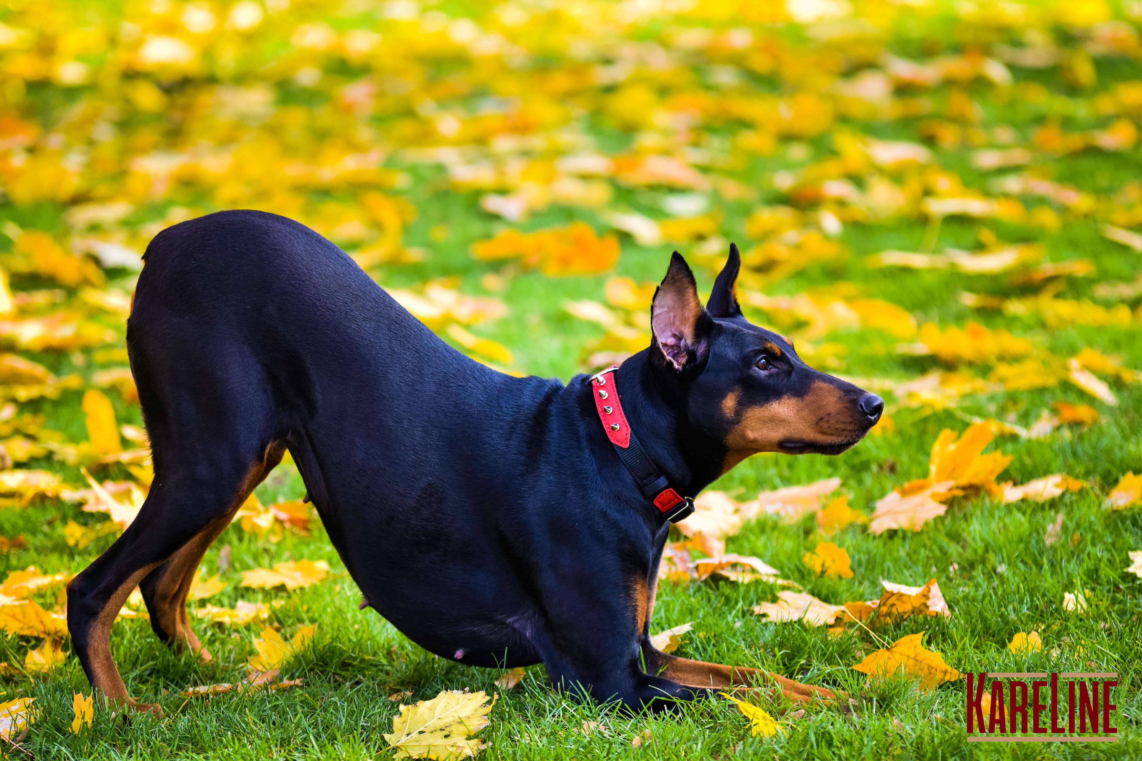 Ошейник KareLine и натуральной кожи с заклепками 25 мм 370-440 мм (6603/6) - фото 7 Ошейник KareLine и натуральной кожи с заклепками 25 мм 370-440 мм (6603/6) - фото 7