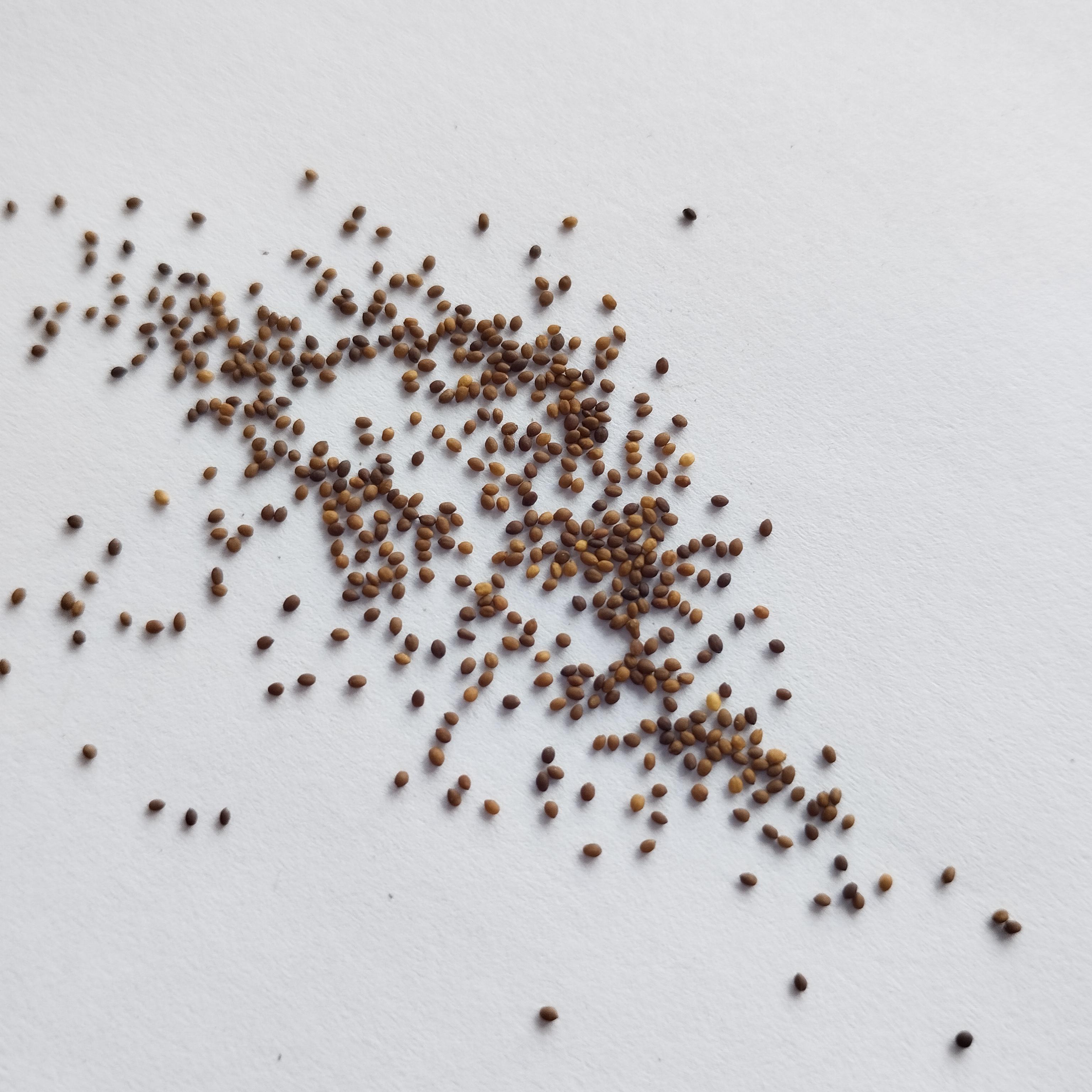 Семена Майоран Гурман 0,15 г 900 шт. Origanum majorana (RS-00847) - фото 3 Семена Майоран Гурман 0,15 г 900 шт. Origanum majorana (RS-00847) - фото 3