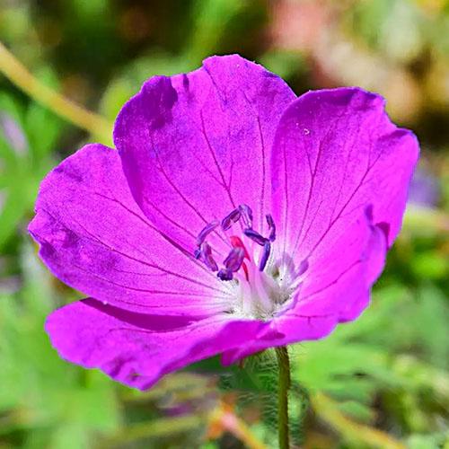 Герань Florium Max Frei (7679)