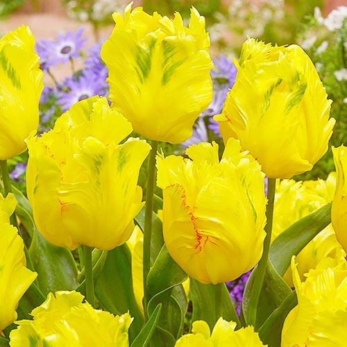 Тюльпан Florium Texas Gold (3624)