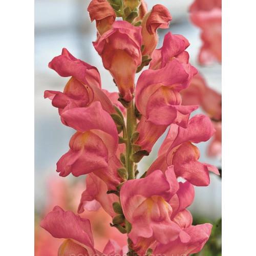 Семена цветов Syngenta Львиный зев Opus III Pink 100 шт. (BN00097-3)
