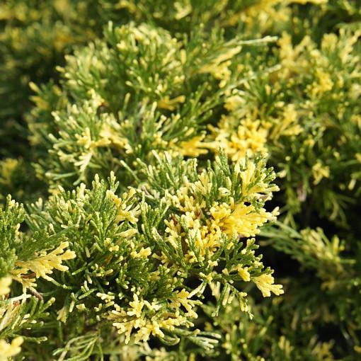 Саженец можжевельника казацкого Вариегата Juniperus sabina Variegata Р9 (644877034) - фото 3 Саженец можжевельника казацкого Вариегата Juniperus sabina Variegata Р9 (644877034) - фото 3