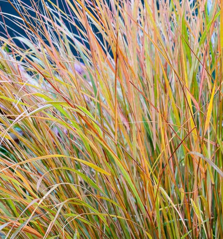 Ковыль Фейерверк Stipa arundinacea 1 шт. (38283915)