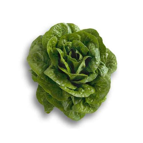 Семена Салат Клаудиус ТД Гекса-Украина 01-26-190 1000 шт. (IR01559)