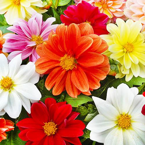 Семена Георгина Florium Кровавая Мери бронзоволистная (18120)