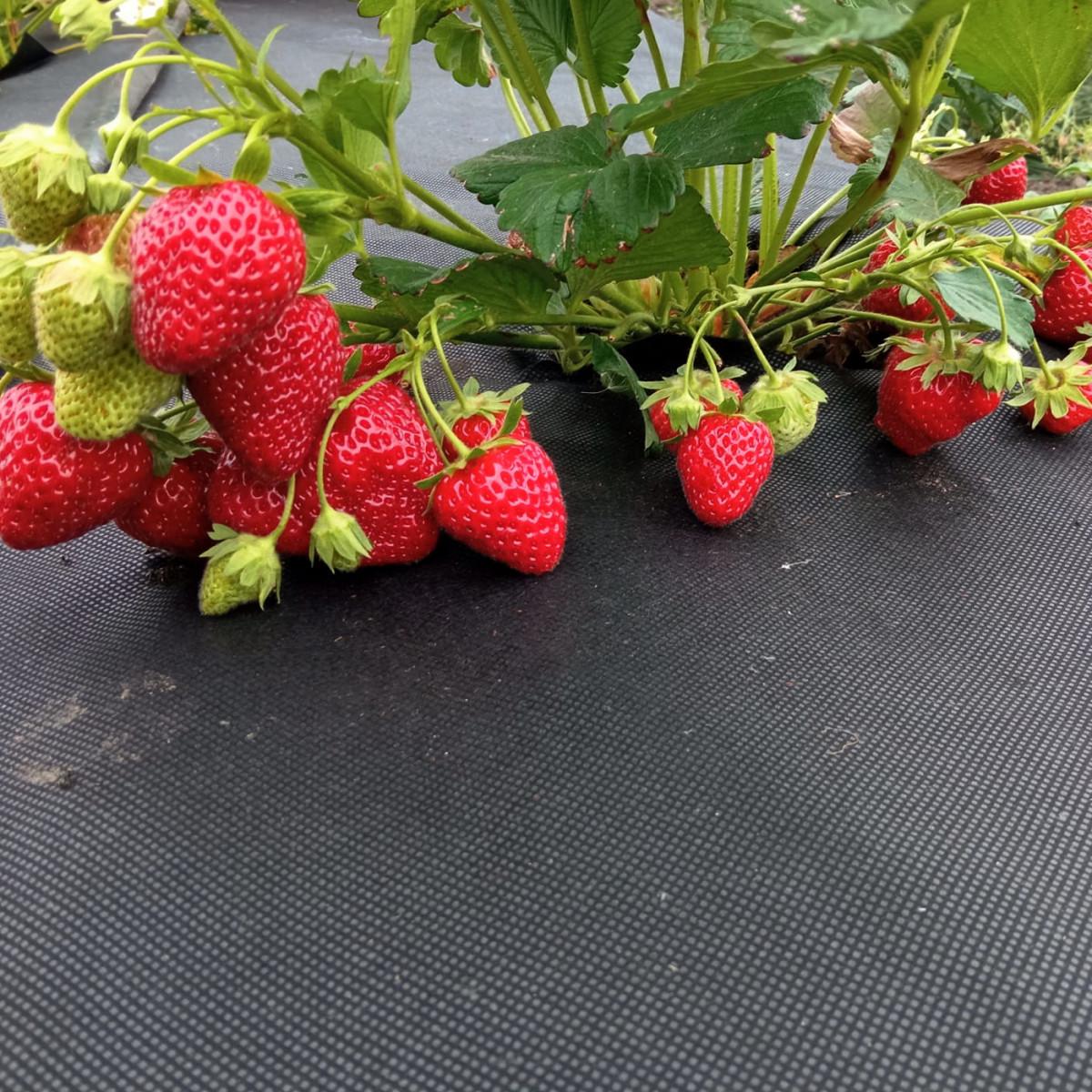 Агроволокно Premium-Agro 50 г/м2 3,2х14 м Черный (28515646) - фото 3