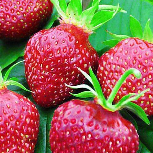 Сажанец Клубника Кент Kent ранний срок созревания ягоды хорошо хранятся 5 шт. (25735)