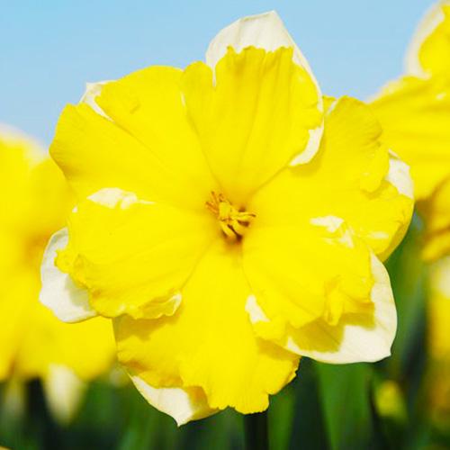 Нарцис Florium Belcanto (5763)