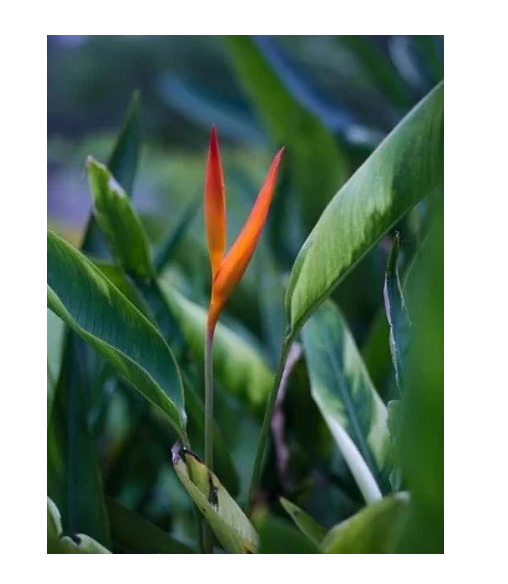 Обогреватель-картина Shine EK-51 250W инфракрасный настенный 106х60 см (536830)