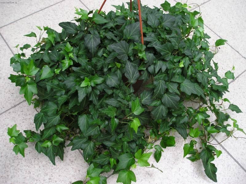 Саженцы плюща обыкновенного Hedera helix в горшке 0,5 л - фото 4 Саженцы плюща обыкновенного Hedera helix в горшке 0,5 л - фото 4