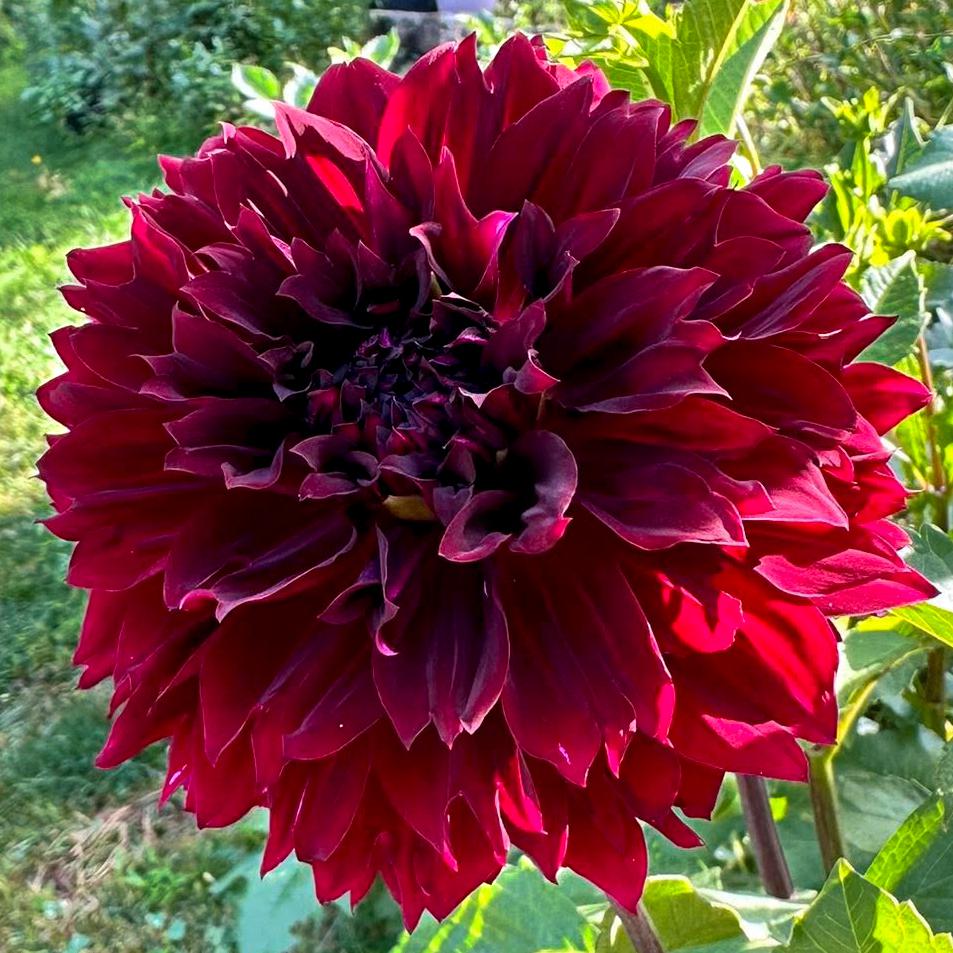 Георгина бахромчатая Dark Fubuki 1 шт. (38299978)
