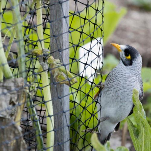 Сетка защитная от птиц Птичка 2x100 м ячейка 30х35 мм Черный (676) - фото 12 Сетка защитная от птиц Птичка 2x100 м ячейка 30х35 мм Черный (676) - фото 12