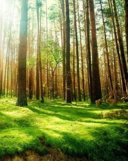 Обогреватель-картина Shine EK-51 Лес 30-1 250 W инфракрасный настенный 106х60 см (1464098418)