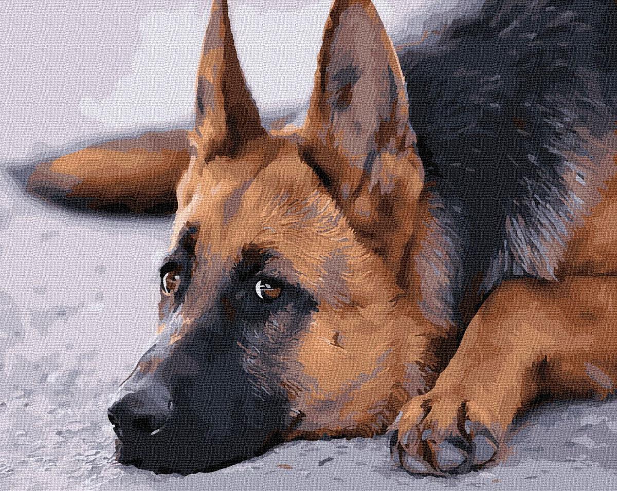 Картина по номерам Brushme Верный взгляд 40x50 см без коробки (BK-GX30924)