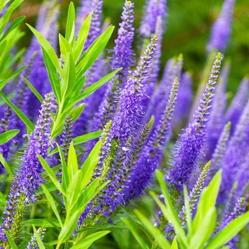 Вероніка Florium Blauriesin (7026)