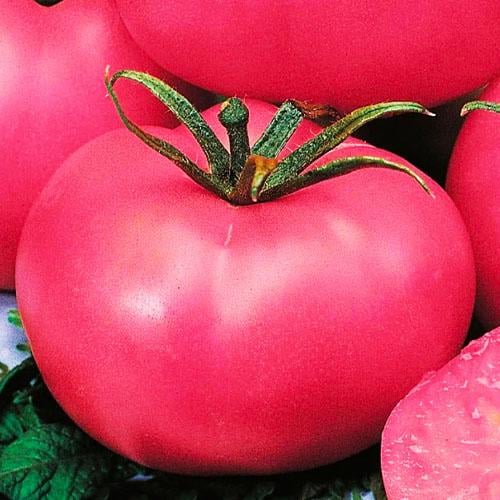 Семена Томат Florium Рожевий гігант ТМ GL Seeds (17257)
