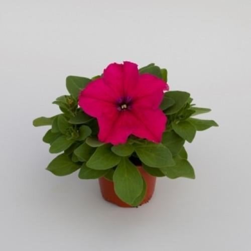 Семена цветов Floranova Петуния крупноцветковая Espresso Grande Deep Rose 250 шт. (BN07835-2)