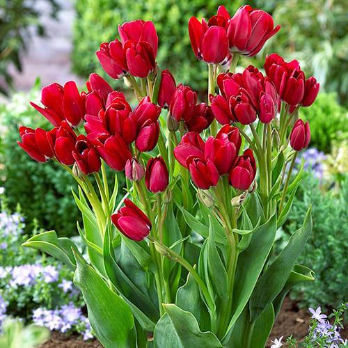 Тюльпан Florium Fiery Club (18603) - фото 2 Тюльпан Florium Fiery Club (18603) - фото 2