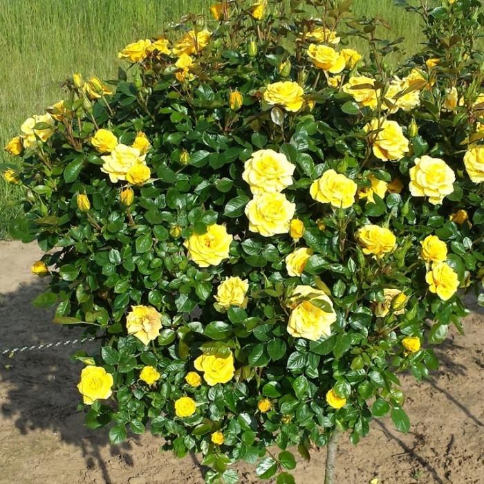 Роза Golden Border Флорибунда (2669455823)