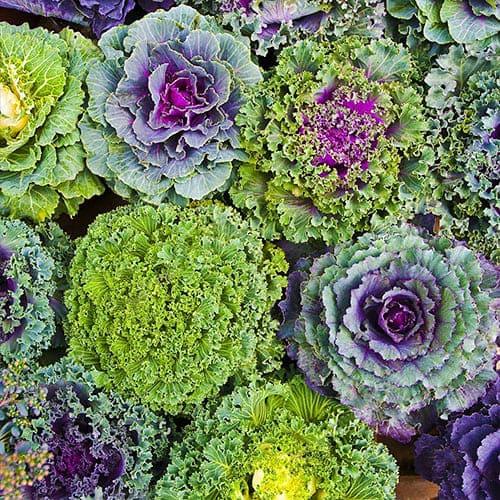 Семена Капуста Florium декоративная Бахромчатая (12283)