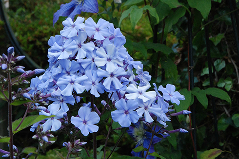 Саженец Blue Evening 1 шт. (38276511)