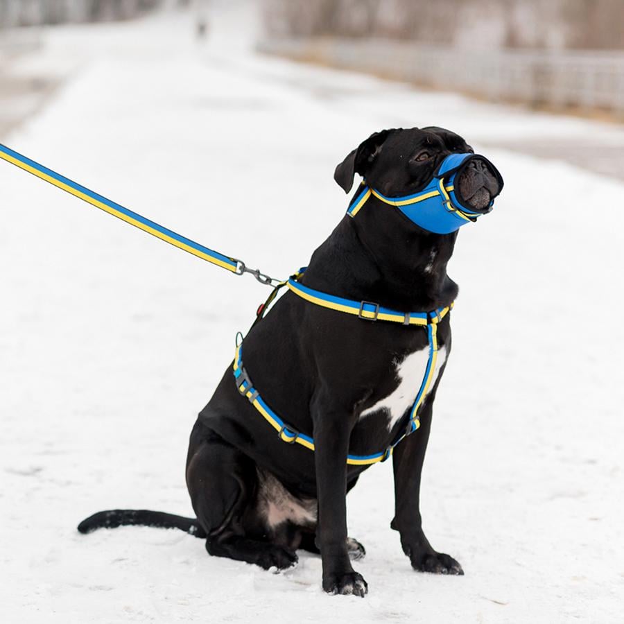 Шлейка для собак анатомическая Waudog Nylon Colors of freedom H-образная с QR-паспортом 25 мм/50-90/60-100 см Blue/Yellow (5160-4020) - фото 4 Шлейка для собак анатомическая Waudog Nylon Colors of freedom H-образная с QR-паспортом 25 мм/50-90/60-100 см Blue/Yellow (5160-4020) - фото 4