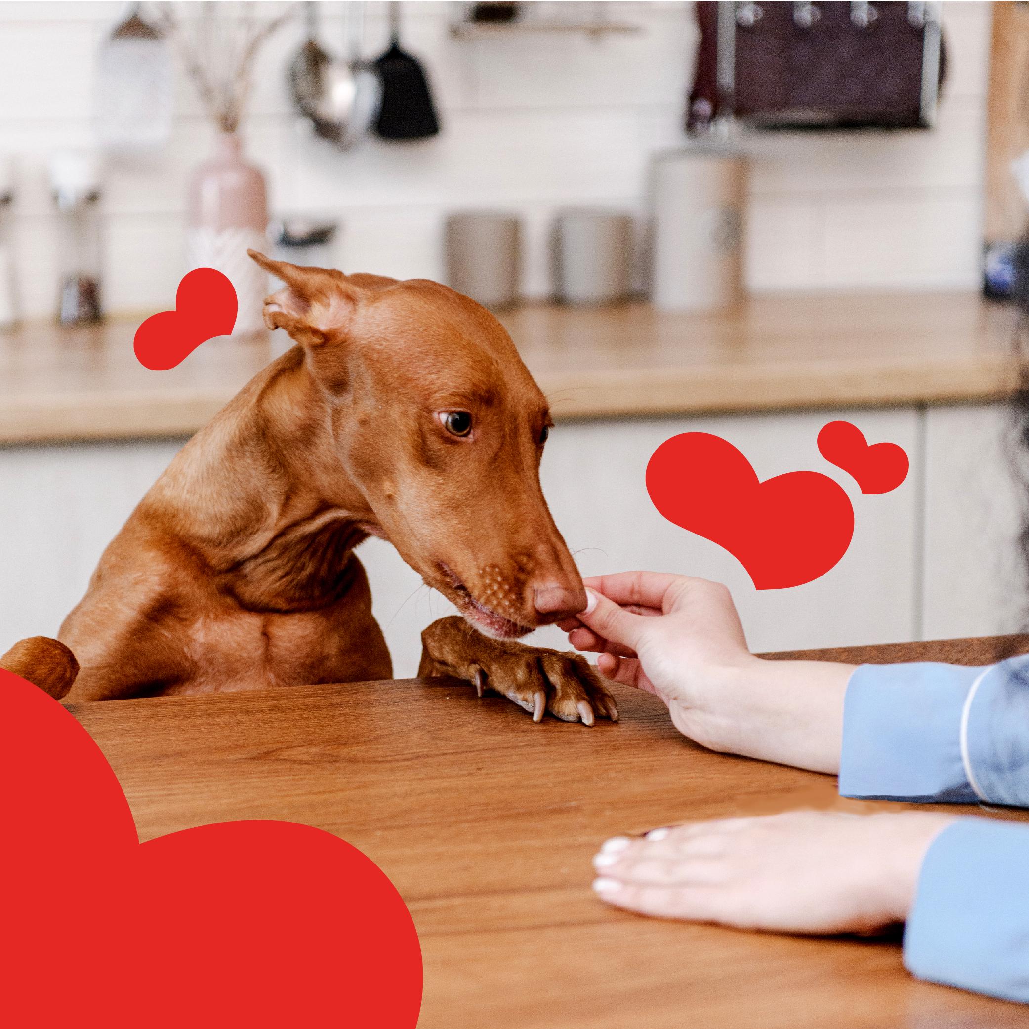 Ласощі для собак Mavsy Refined jerky медальйони з ягняти в гранатовому соусі з чебрецем від 3-х міс. 100 г - фото 5