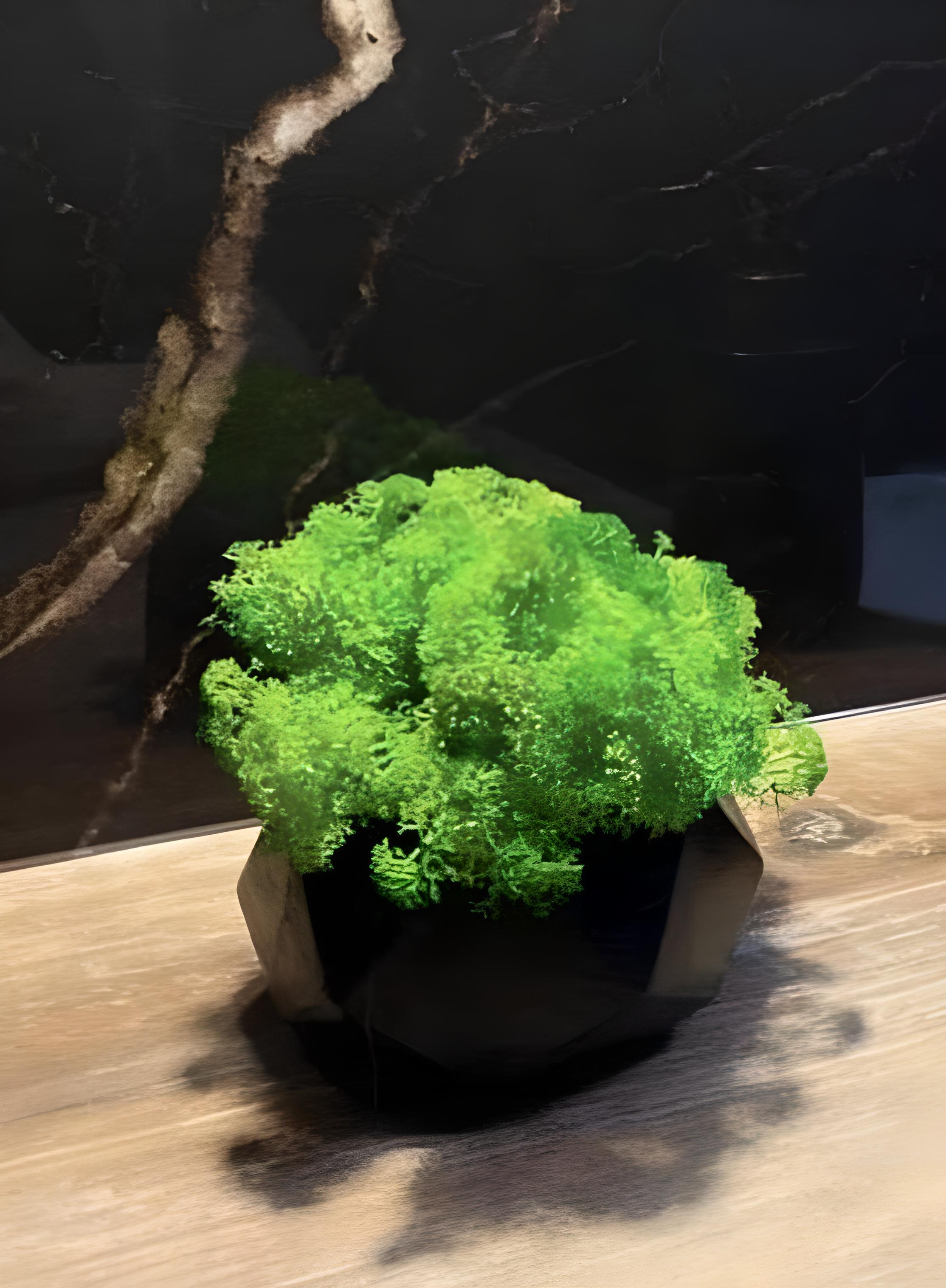 Кашпо со стабилизированным мхом 9,5х5,5 см Черный (11947889)