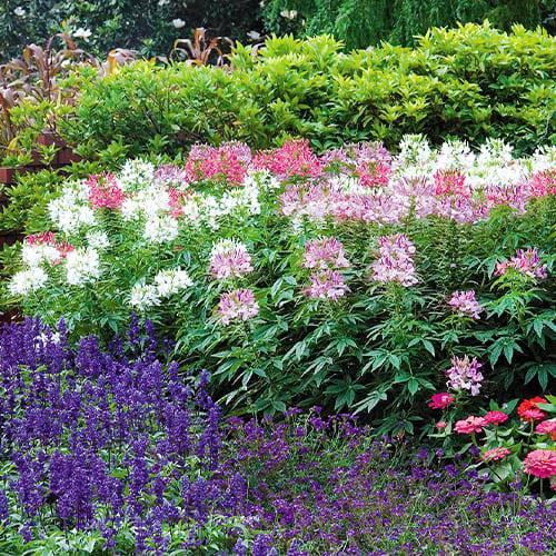 Семена Клеома Веселый Водограй Florium - фото 3 Семена Клеома Веселый Водограй Florium - фото 3