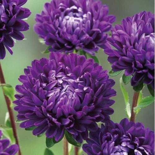 Семена цветов Астра Optimo Deep Purple Takii 1000 шт. (BN12664)
