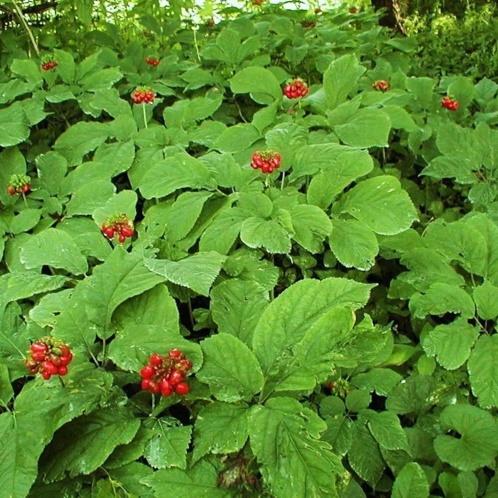 Семена женьшень обыкновенный Panax ginseng 5 шт. - фото 6