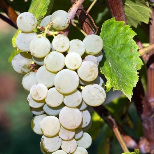 Сажанец Виноград Соверен Тиара винный ранний сорт (178133)