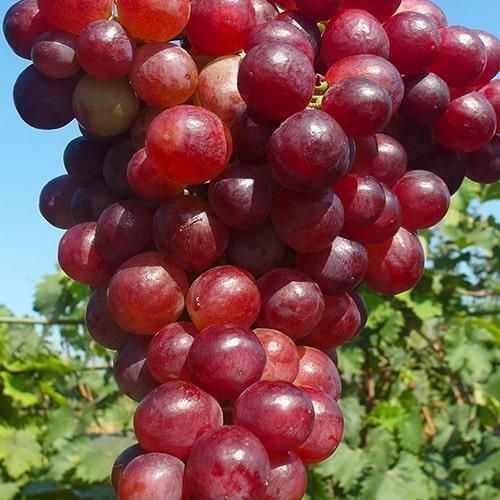 Саджанець Виноград Чайна троянда рано-середній термін дозрівання не ушкоджується осами (21273)