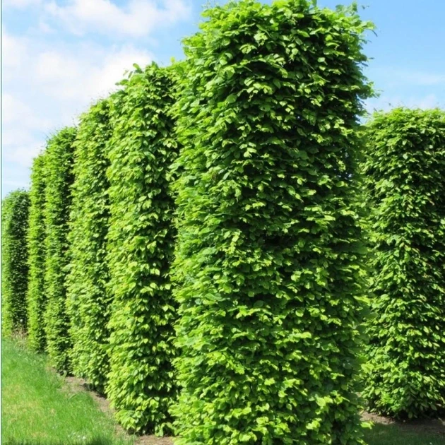 Саджанці граба звичайного (1109402814) - фото 3 Саджанці граба звичайного (1109402814) - фото 3