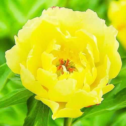 Пион Florium ITOH Sequestered Sunshine (18303)