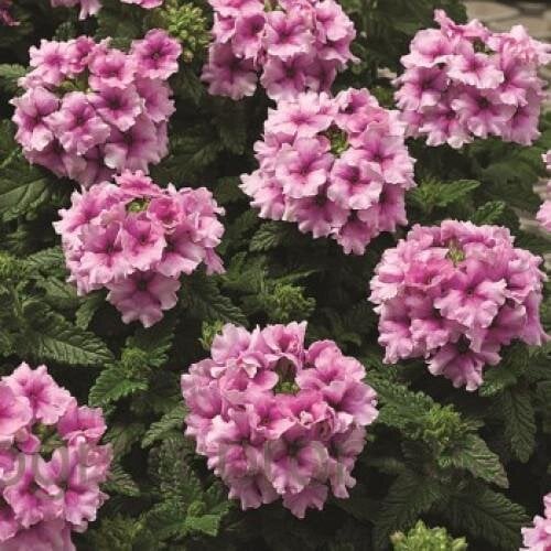 Семена цветов Вербена Tuscany F1 Orchid Frost Syngenta 10 шт. (BN02772-4)