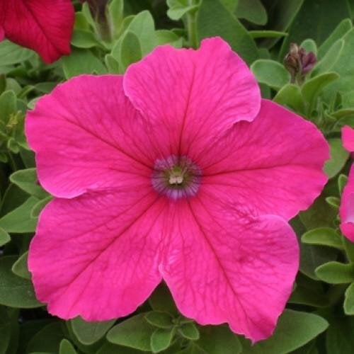 Семена цветов Floranova Петуния крупноцветковая Prism Bright Rose 250 шт. (BN07776-2)