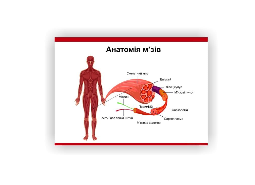 Плакат Vivay "Анатомия мышц" 60х40 см (25764329)