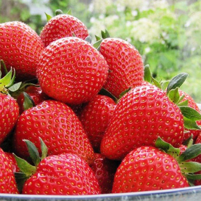 Саженец клубники Madeleine ранний большая (1418016772)