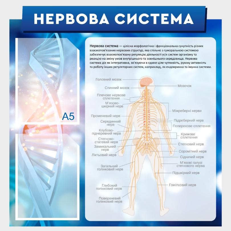 Стенд для учебных заведений "Нервова система" 530х550 мм (КВ0008)