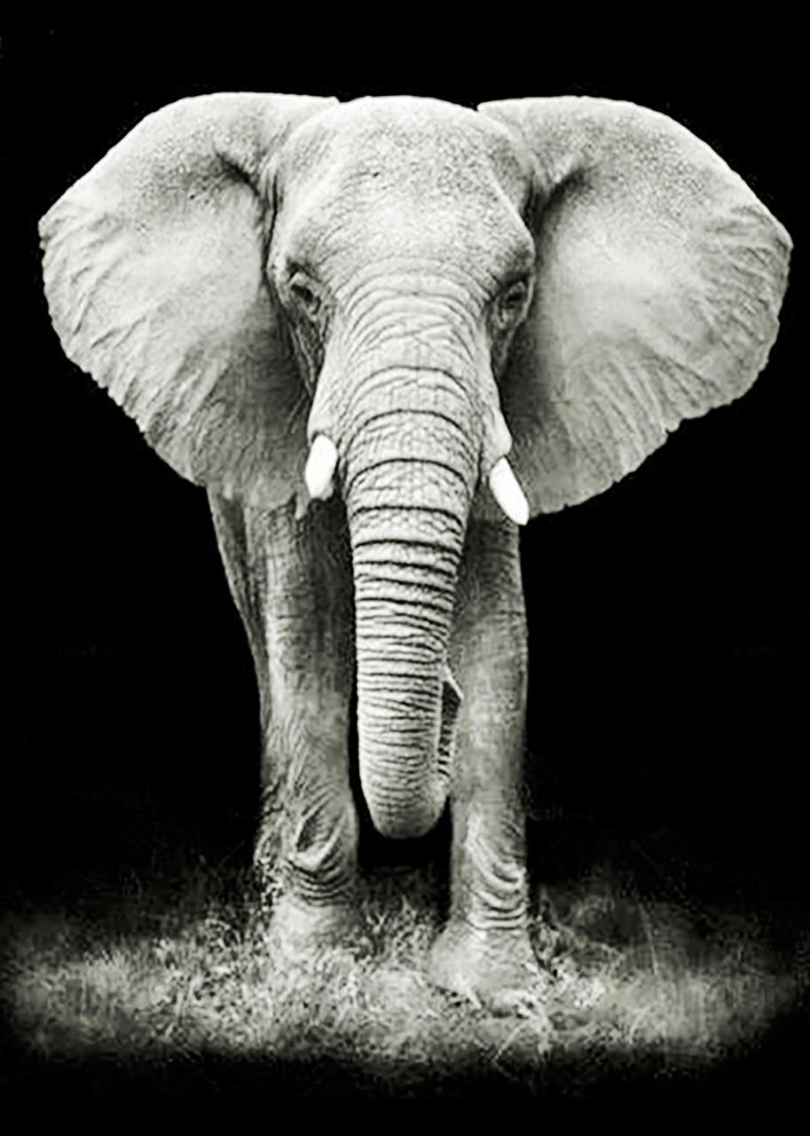 Набір алмазної вишивки Слон 30x40 см (АЛК-134)