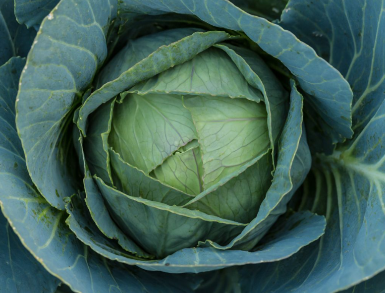 Насіння Капуста білокачанна Браво F1 Clause ТД Гекса-Україна 01-06-224 10000 шт. (IR002605)