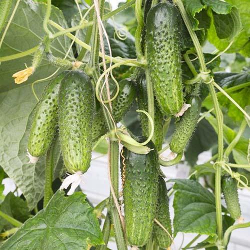 Семена Огірок Florium Артист F1 (4212)