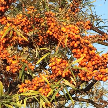 Саджанець облипіхи сорт Лейкора 2-х річна (2070298632)