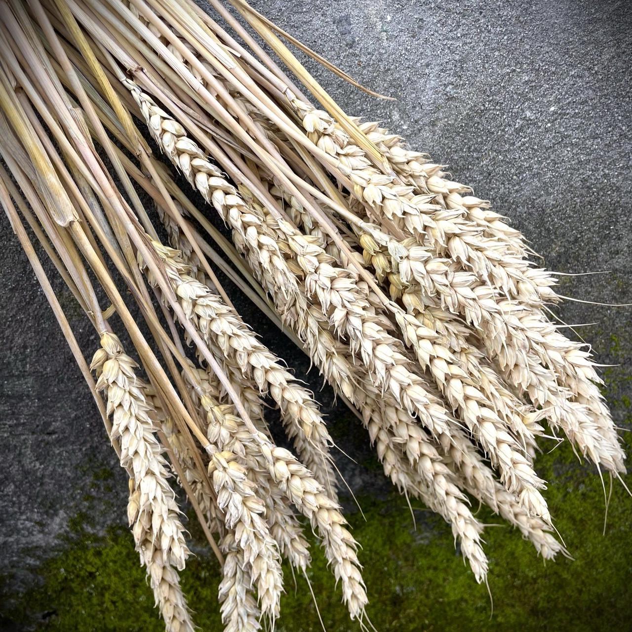 Колоски отборные пшеница сухоцветы натуральные 50 шт. (2092169698) - фото 2 Колоски отборные пшеница сухоцветы натуральные 50 шт. (2092169698) - фото 2