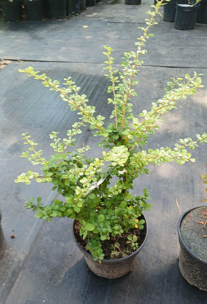 Барбарис Тунбурга Кереліс (18351040)