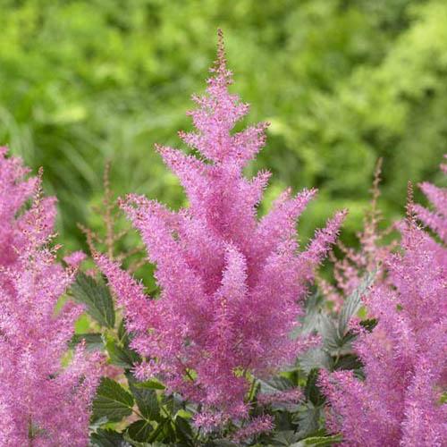 Астильба Florium Gloria Purpurea (4600)